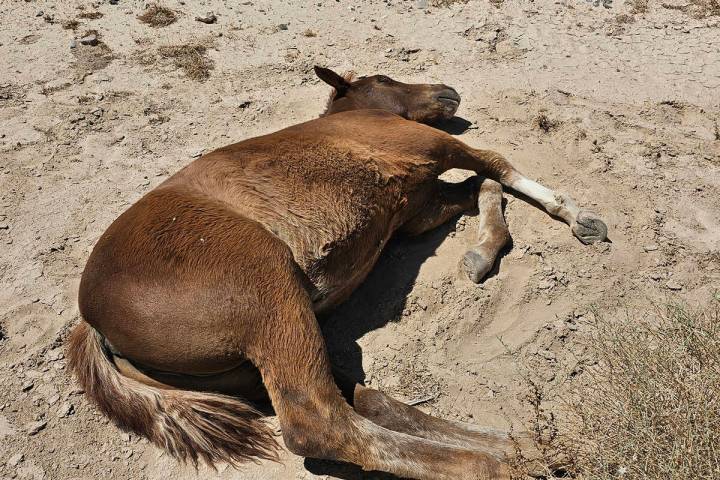 The fill that has been named Zamora by community members has been struck with illness several t ...