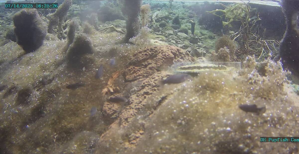 A screenshot from a monitoring video on July 14 shows pupfish and conditions before the earthqu ...