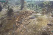 A screenshot from a monitoring video on July 14 shows pupfish and conditions before the earthqu ...