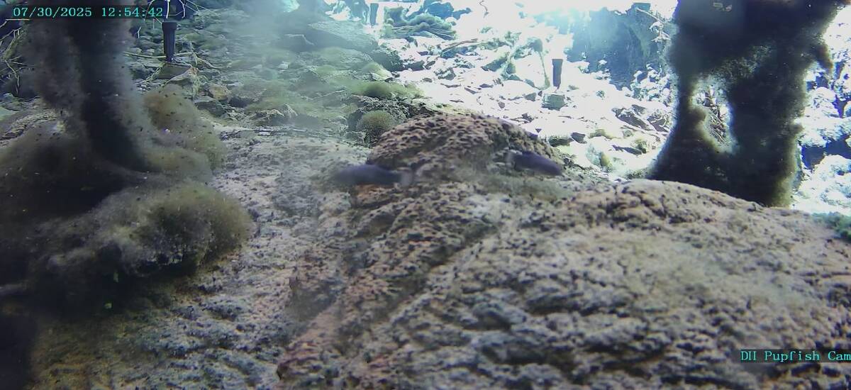 A screenshot of a video taken on July 30 shows pupfish swimming and reduced amounts of algae on ...