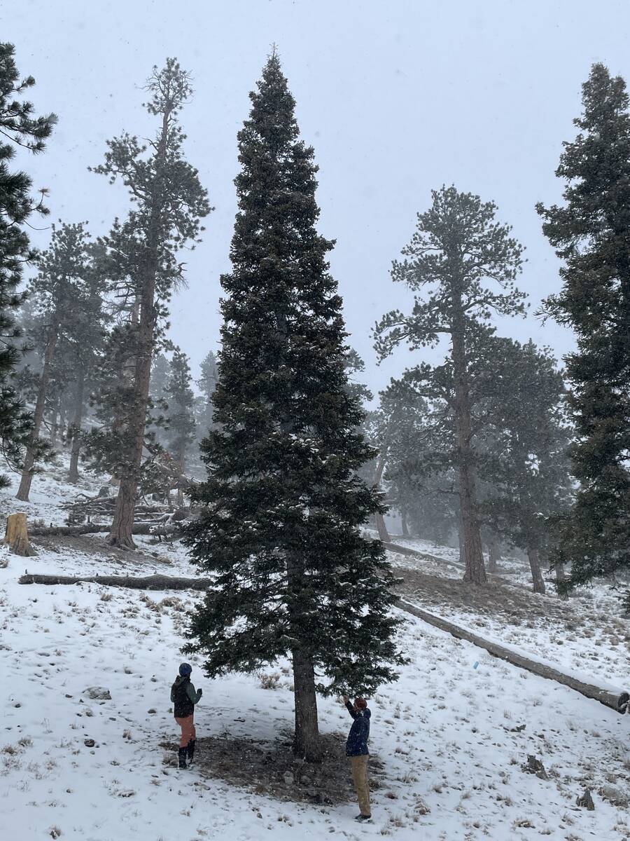 With more than 15 tree species across varying elevations, the Humboldt-Toiyabe National Forest ...