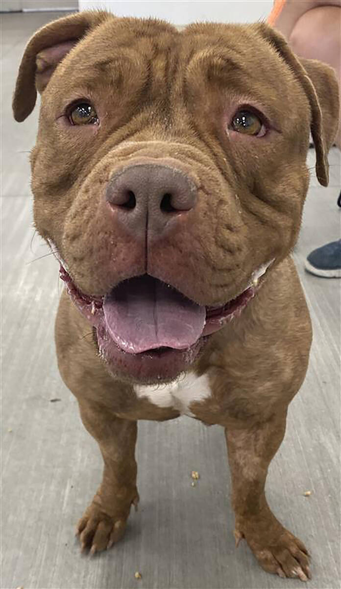 Rosie is a adoptable dog during the Nye County Animal Shelter's Clear the Shelters promotion. ( ...