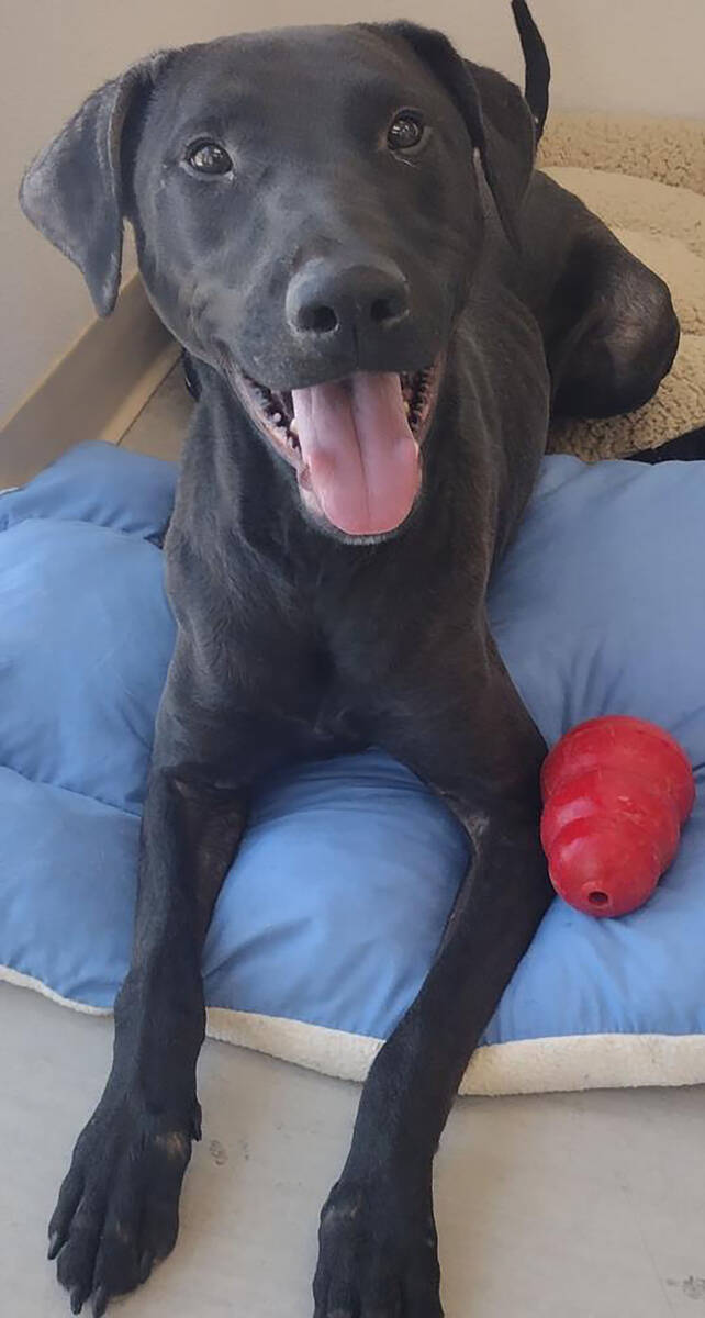 Lucky is a adoptable canine during the Nye County Animal Shelter's Clear the Shelters promotion ...