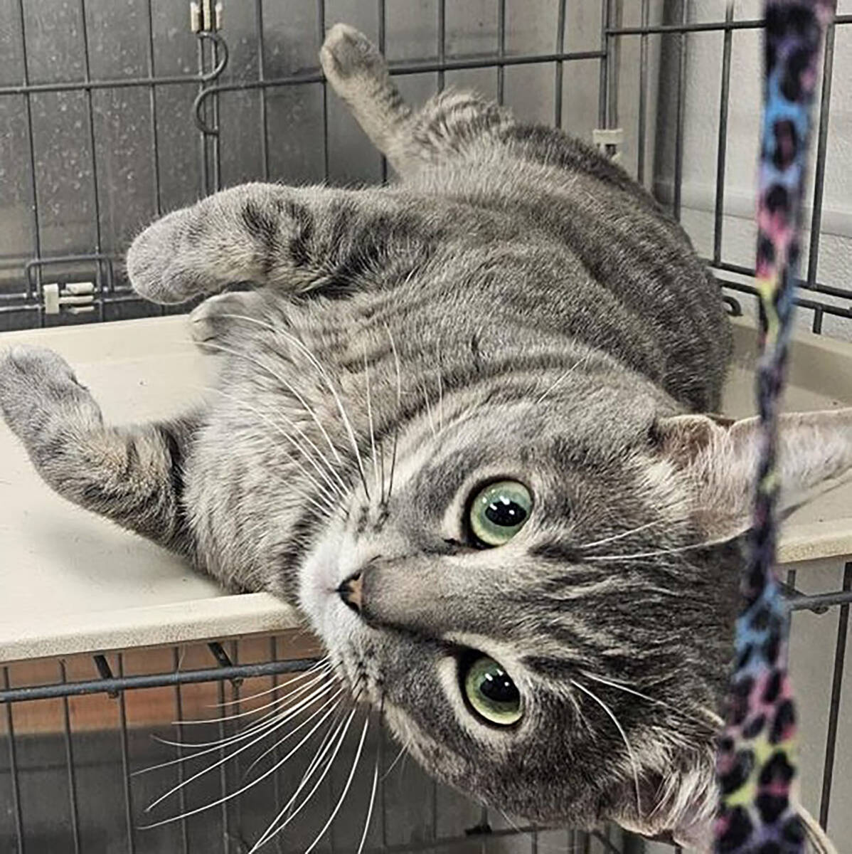 BK is a adoptable feline during the Nye County Animal Shelter's Clear the Shelters promotion. ( ...
