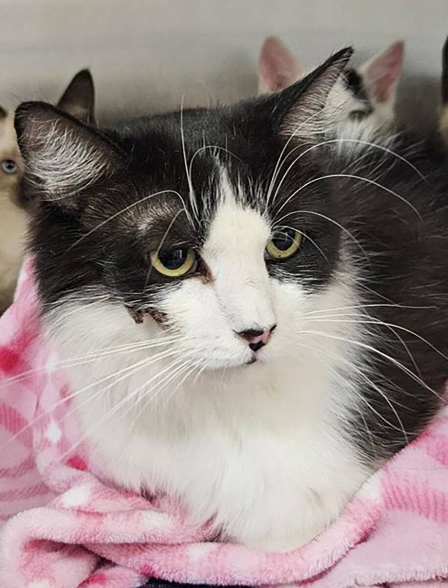 Omlet is looking for a new family during the Nye County Animal Shelter’s Clear the Shelters p ...