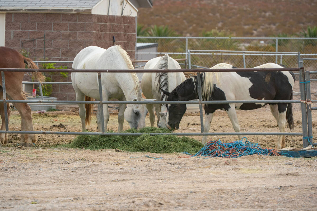 Aurich revealed she buried a Great Dane on the property three weeks earlier, claiming it died o ...