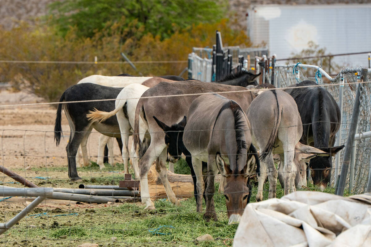 Authorities discovered forty-three burros on Aurich’s property during the investigation. (Joh ...