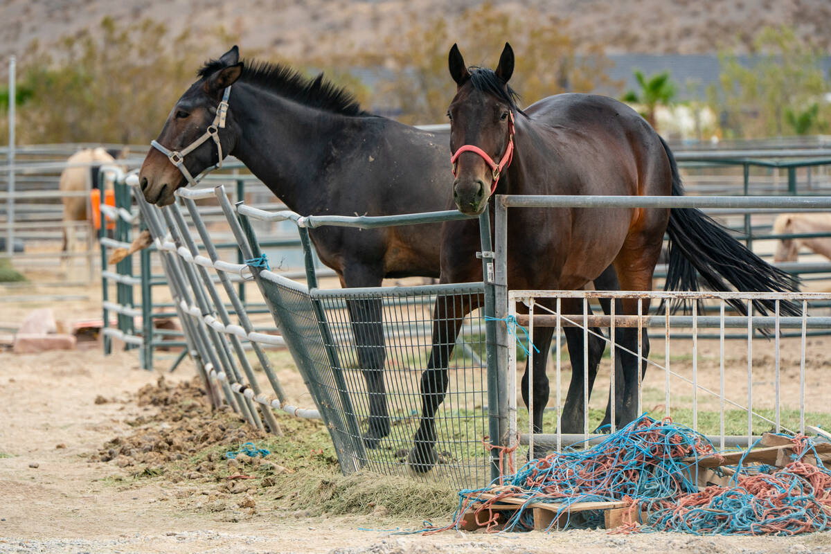 A total of 102 animals were found on the property, including 43 donkeys, 5 mules, 8 equines, 10 ...