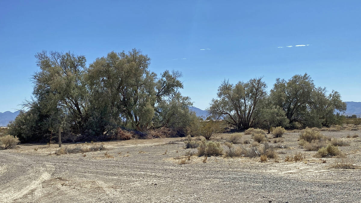Vacant land, particularly areas with salt cedars or other vegetation that provide shade, is oft ...
