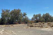 Vacant land, particularly areas with salt cedars or other vegetation that provide shade, is oft ...