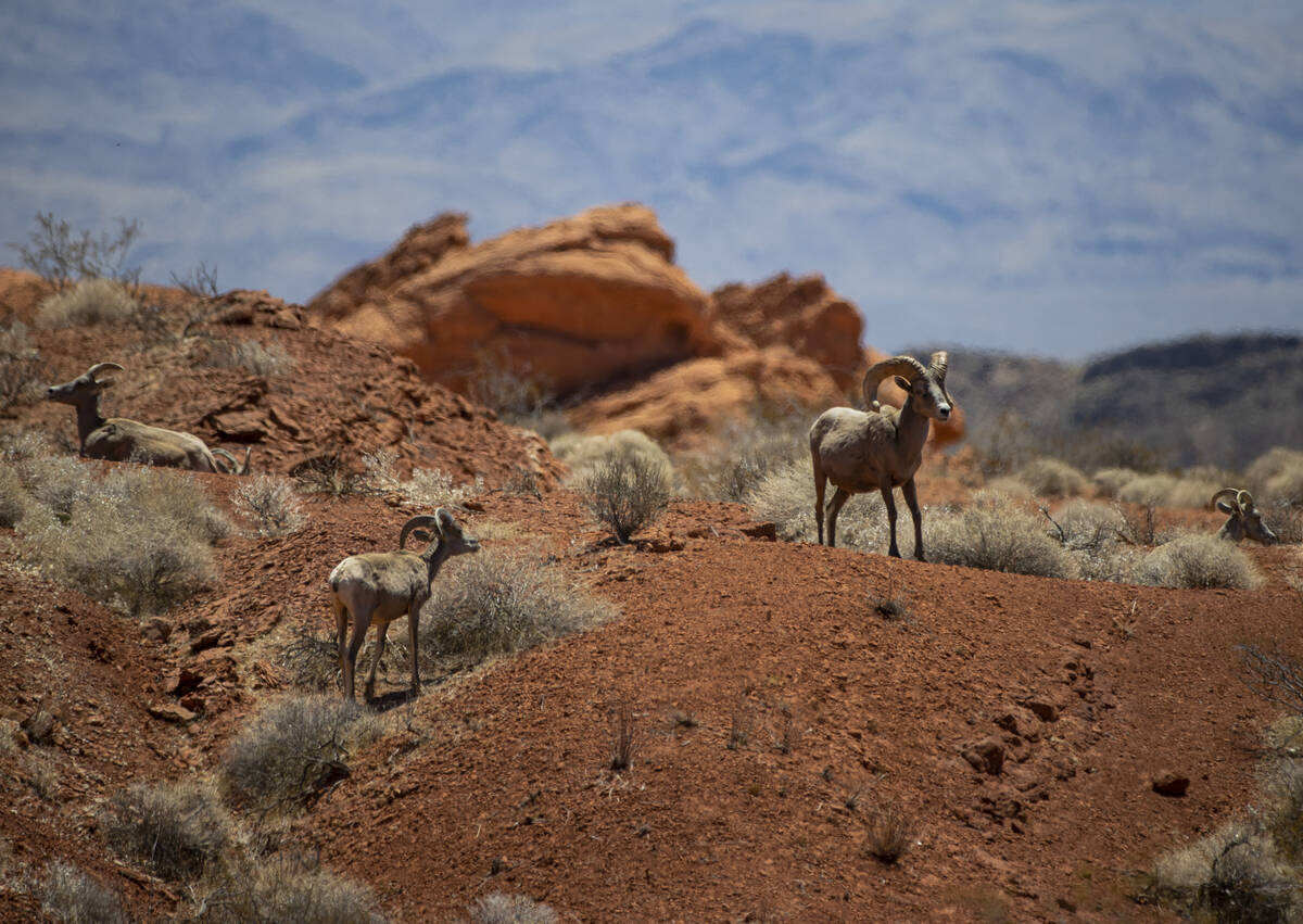 Bighorn sheep are one of the symbols of Nevada, roaming the state's wildlands in search of food ...