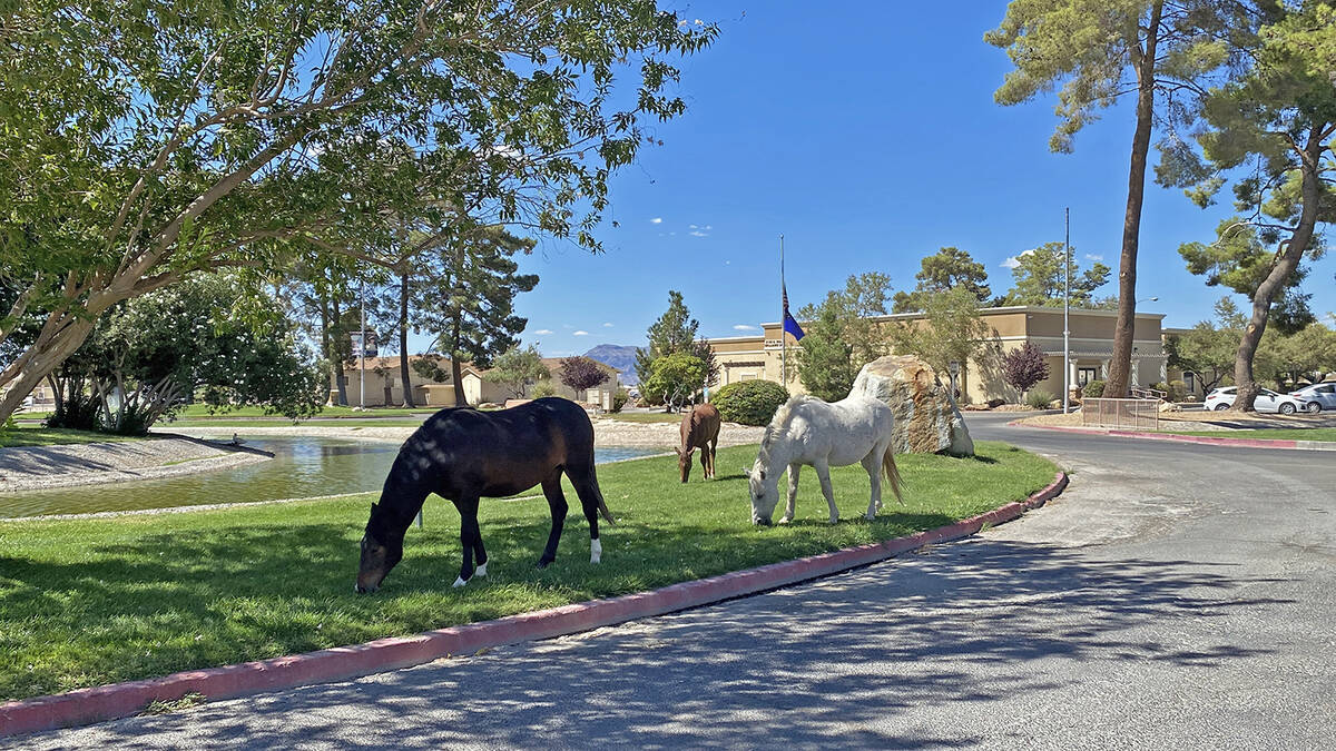 The Calvada herd, coined such because of their propensity for hanging out at the Calvada Eye, c ...