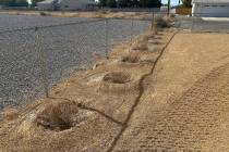 Mike Reynolds said he ended up buying the plants for installation, even though John Pereyda was ...