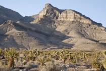 The Desert National Wildlife Refuge northwest of Pahrump provides a habitat for wildlife like t ...