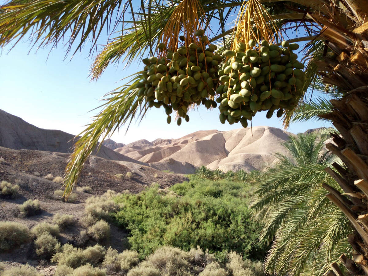 China Ranch Date Farm Business Manager Christy Horne explained that because of recent weather c ...