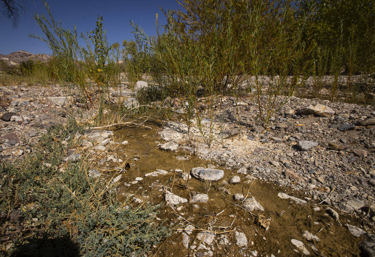Dried up areas of the Amargosa River are seen in an area called “the Narrows” in ...