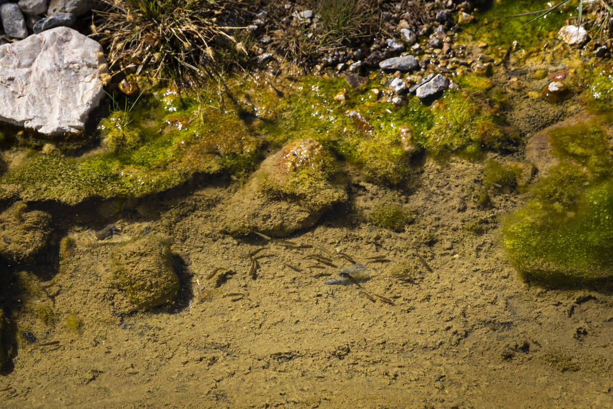 Oasis Valley speckled dace swim back and forth in a small area of the Amargosa River, isolated ...