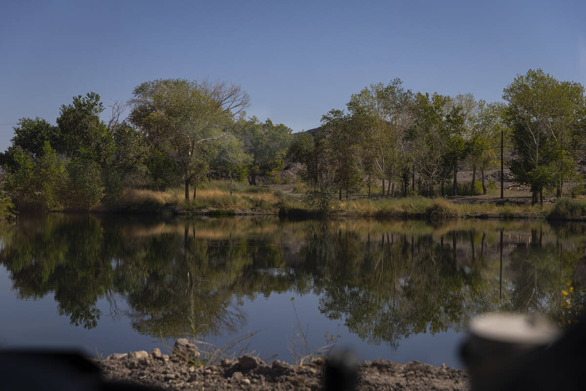 Trees and vegetation are seen around a manmade pond on land owned by Ed Ringle, which is also h ...