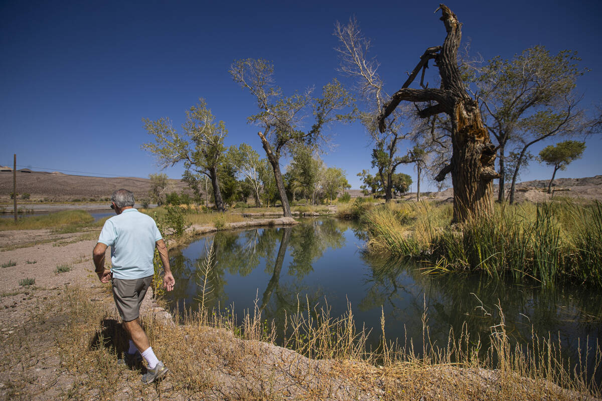 Ed Ringle shows some of the natural springs on his land, which the Amargosa River runs through ...