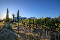 The 2025 Grape Stomp will be held at its original home - the former Pahrump Valley Winery, now ...