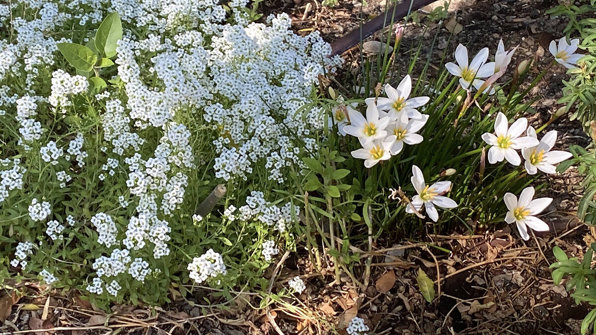 Dainty white alyssum and rain lilies sit side by side in a flower plot at the Pahrump Demonstra ...