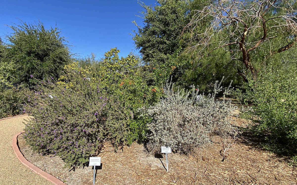 The Pahrump Demonstration Garden is filled with an array of plant species and Autumn in the Gar ...