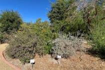 The Pahrump Demonstration Garden is filled with an array of plant species and Autumn in the Gar ...