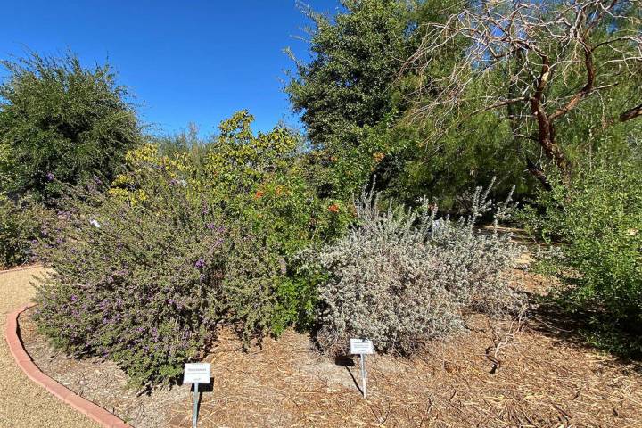 The Pahrump Demonstration Garden is filled with an array of plant species and Autumn in the Gar ...