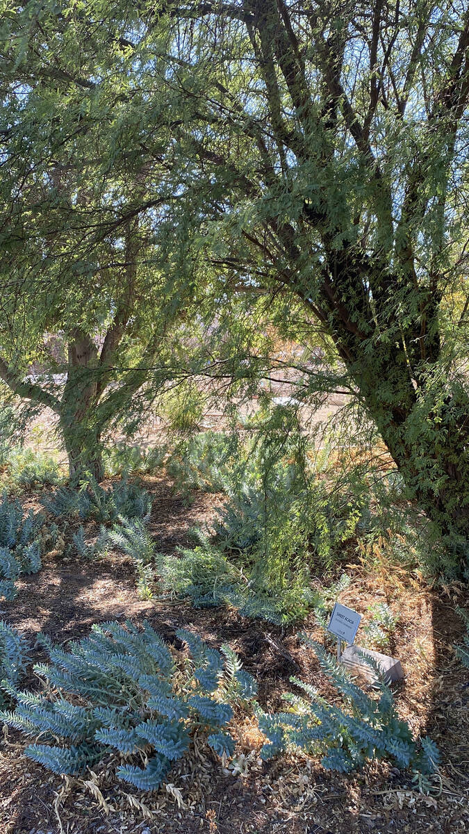 Mid-afternoon sunlight filters through the tiny leaves of Sweet Acacia, just one of the several ...