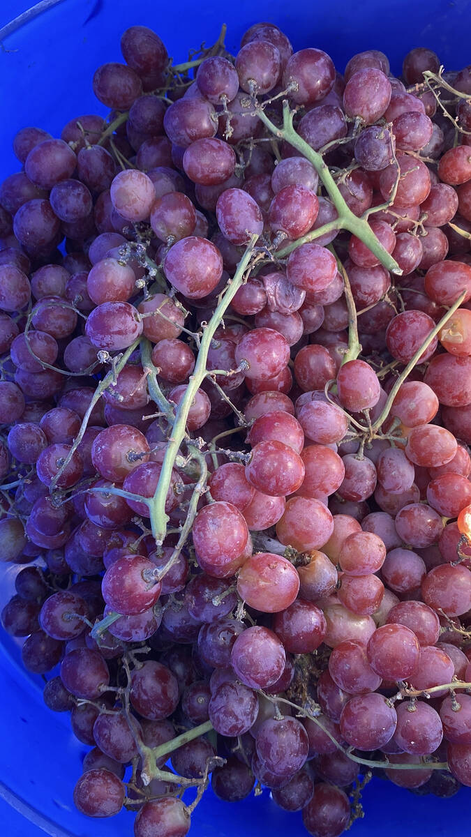 A barrel full of grapes sits in readiness for the next flight of competition at the 17th Annual ...