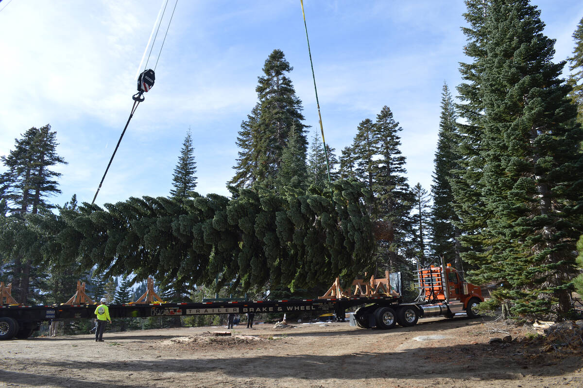 U.S. Capitol Christmas Tree to visit LV on the way to DC
