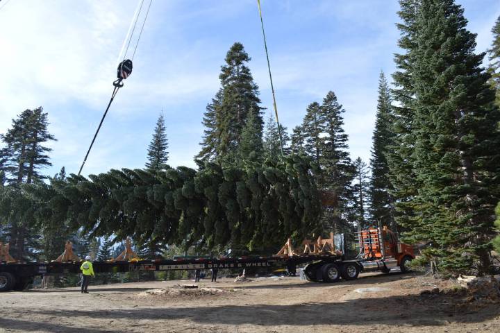 Silver Belle is 53 feet tall with a trunk diameter of 20 inches. She was harvested on Oct. 24 a ...