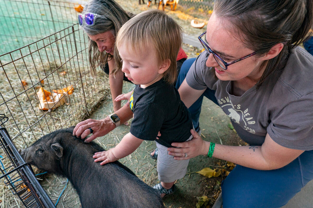 The 16th annual Pumpkin Days had a small petting zoo with cute farm animals like miniature goat ...
