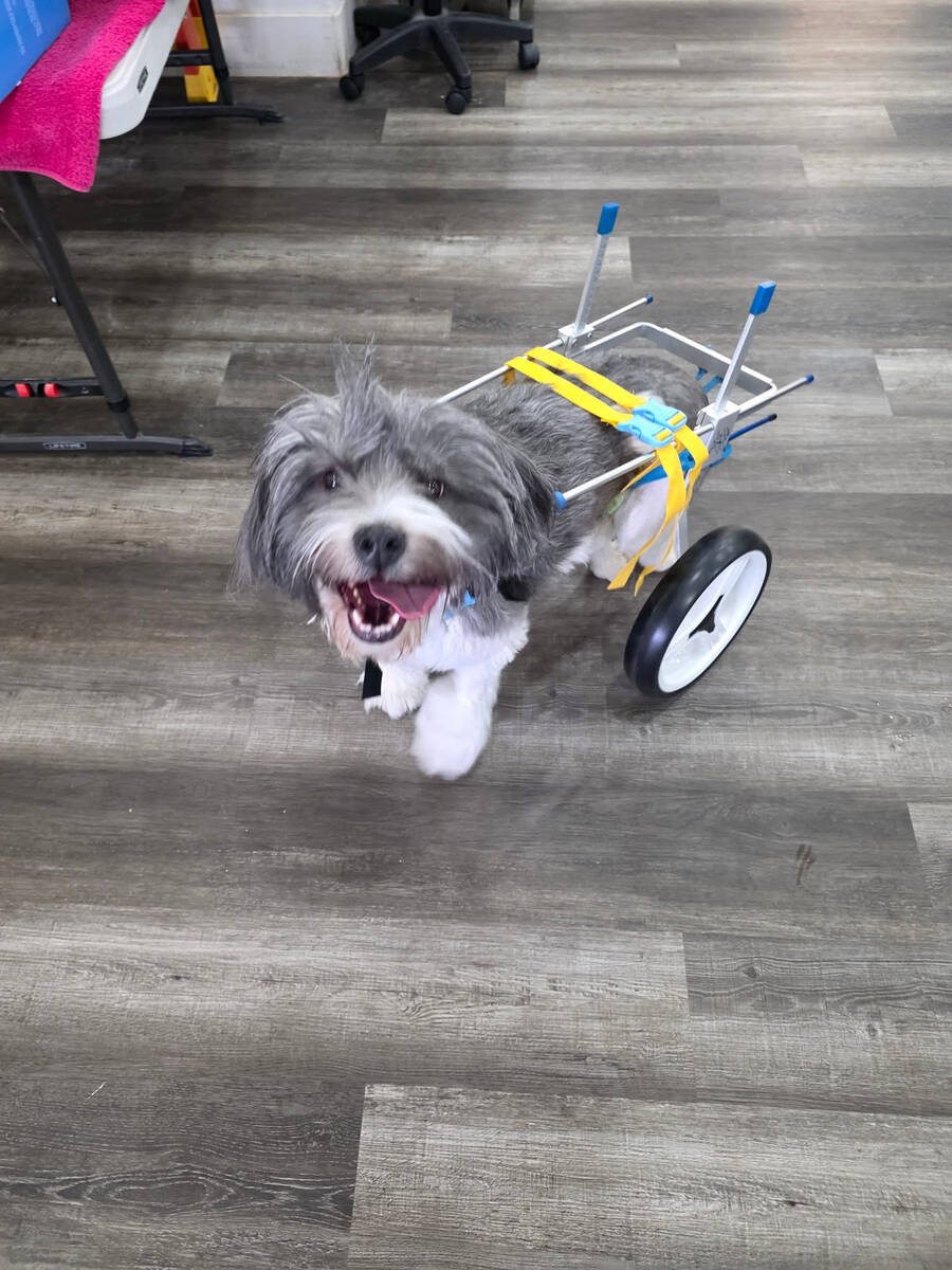 “Even without treatment, even being crippled, this dog is happy. She wants to live,” said D ...