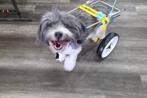 “Even without treatment, even being crippled, this dog is happy. She wants to live,” said D ...