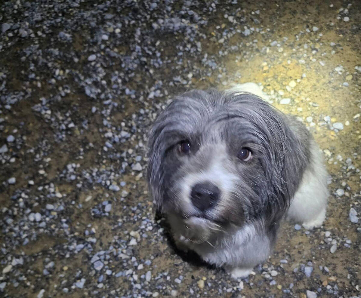 “If there’s a chance that she can walk again and live a normal, healthy life and find a for ...