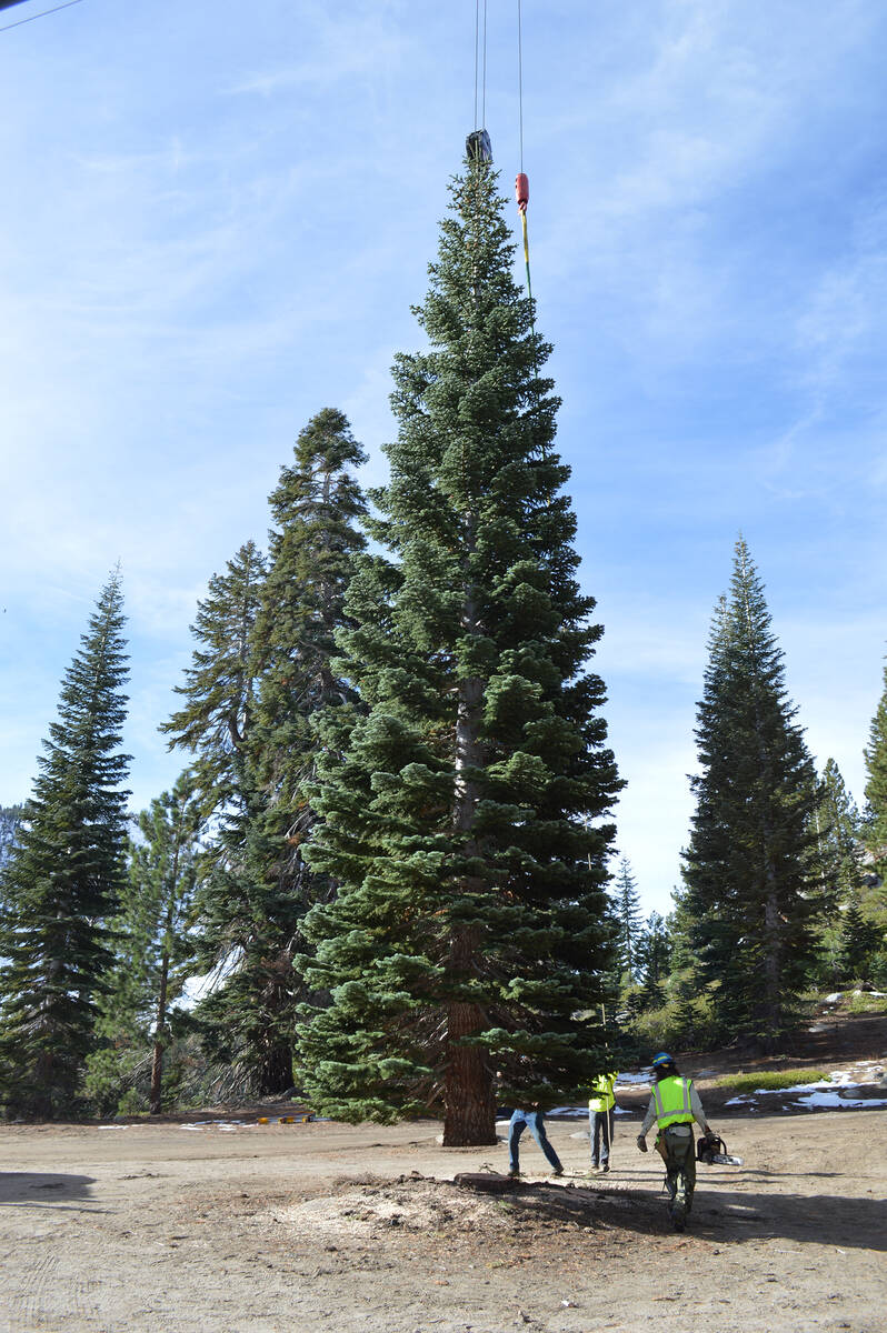 “[Once] we tensioned up on [the tree] with the crane, the cutter with the Forest Service came ...