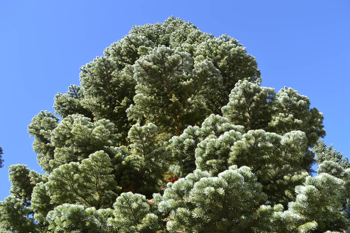 The lush, blue-green upturned needles of Silver Belle, the 53-ft. red fir chosen to represent N ...
