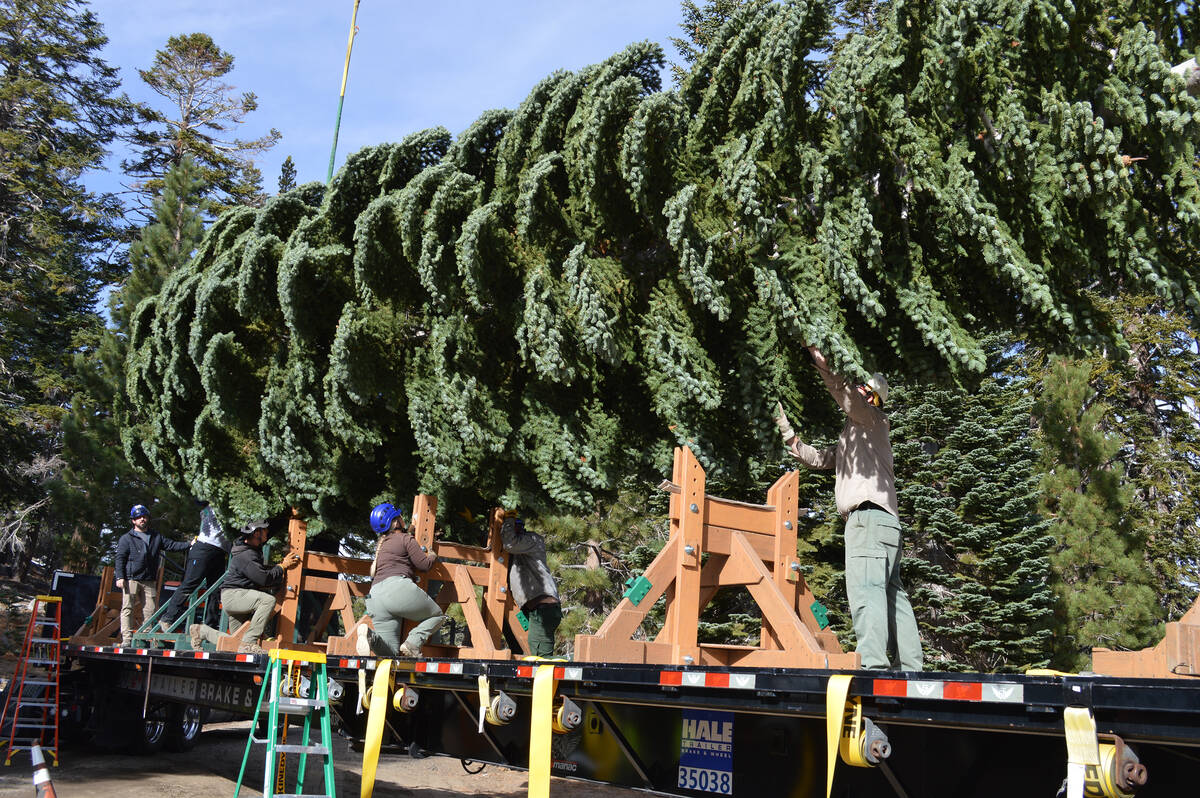 Careful planning ensures the tree has a safe ride on its way across the country toward Washingt ...