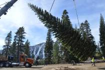 “[Once] we tensioned up on [the tree] with the crane, the cutter with the Forest Service came ...