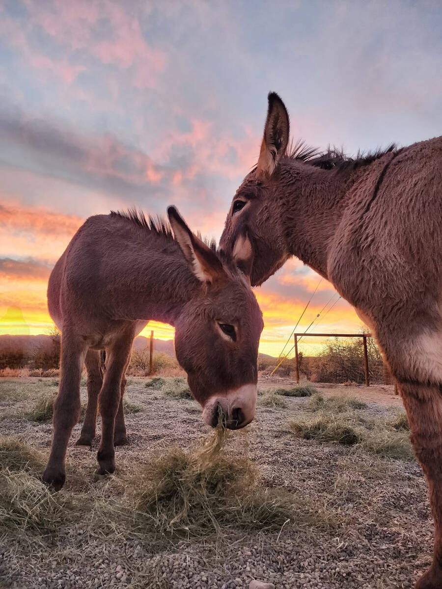 Donkeys of Pahrump is home to several equines, including donkeys, a miniature pony, a minature ...