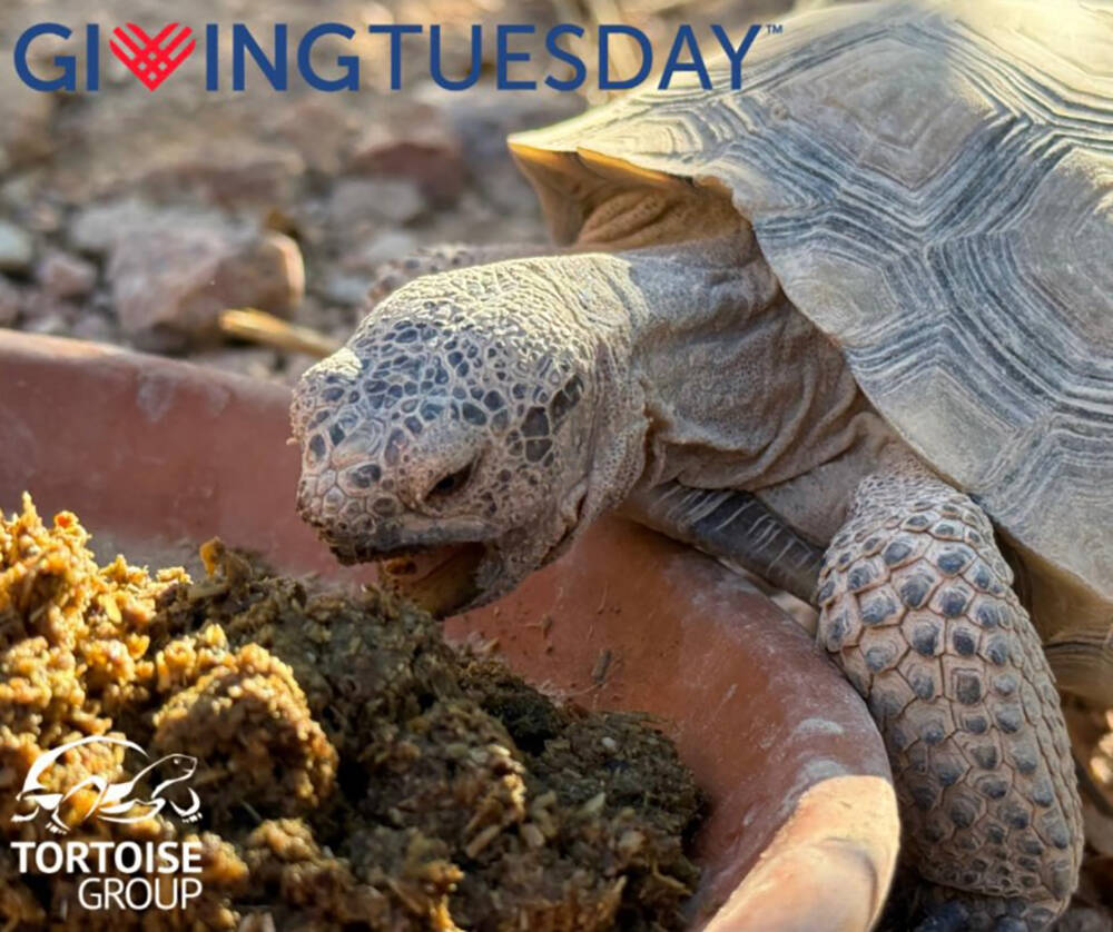 Giving Tuesday is a day dedicated to doing good for others and the Tortoise Group is hoping tha ...