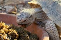 Giving Tuesday is a day dedicated to doing good for others and the Tortoise Group is hoping tha ...