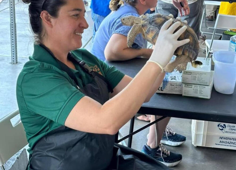 As major part of the Tortoise Group's efforts involved hosting Wellness and Microchipping event ...