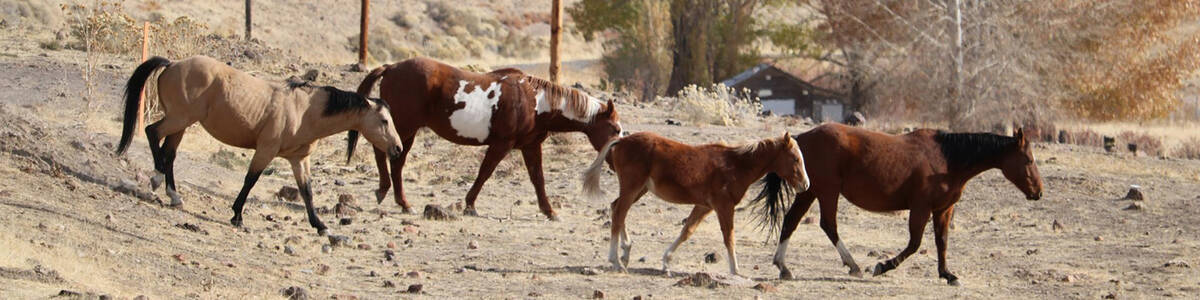 “Convergence of large numbers of horses at events can increase the risk of disease spread,” ...