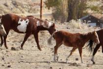 “Convergence of large numbers of horses at events can increase the risk of disease spread,” ...