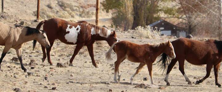 “Convergence of large numbers of horses at events can increase the risk of disease spread,” ...