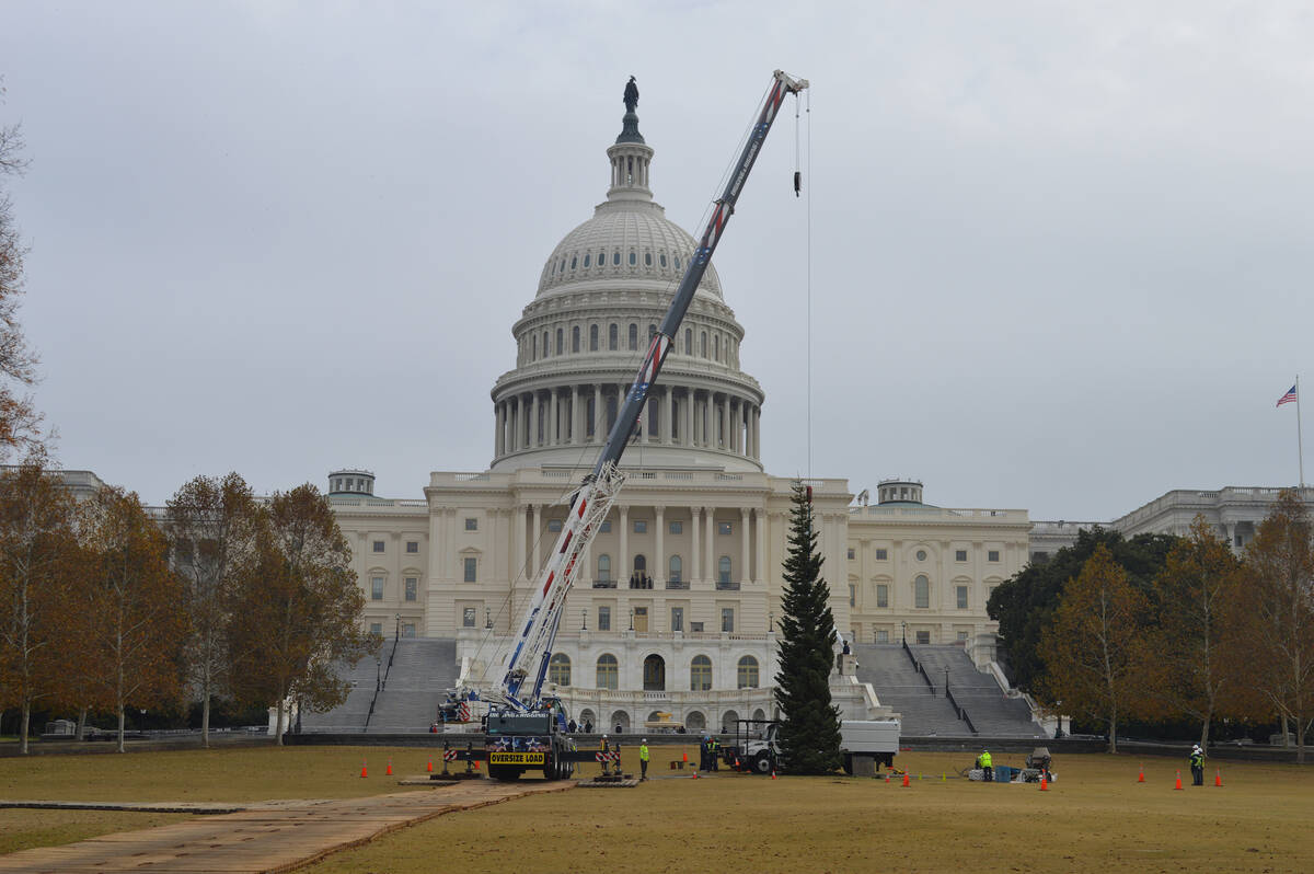 On an overcast morning in late November, Silver Belle was hoisted vertically on the West Lawn o ...