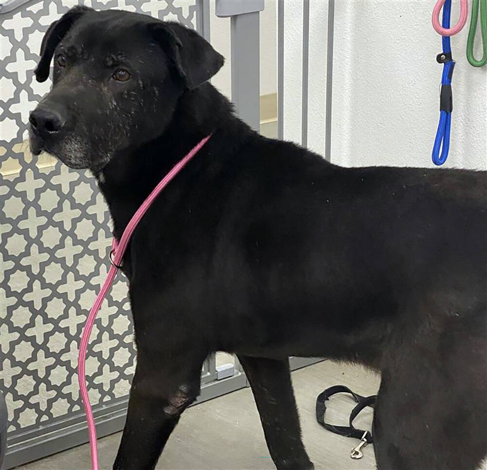 There are plenty of lovable dogs at the Nye County Animal Shelter, like Archie, a 9-year-old, m ...