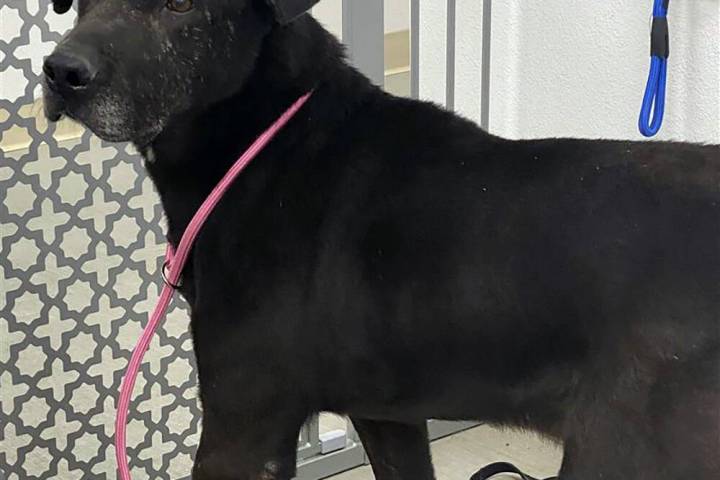 There are plenty of lovable dogs at the Nye County Animal Shelter, like Archie, a 9-year-old, m ...